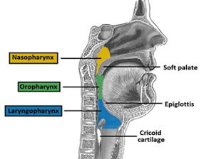 Anatomy of the Upper Airway